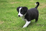 4 Seven weeks old