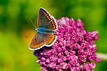 Southern Brown Argus Butterfly