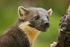 Pine Marten  (f)