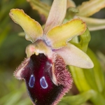 Promontory Ophrys (Ophrys promontori)