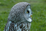 great grey owl stryx nebulosa-6863