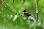 White-throated Shrike-Tanager portfolio