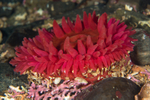 Urticina felina