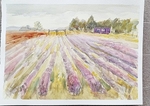 Cambridgeshire Lavender