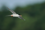 Forster's Tern (adult) in flight, Minnesota