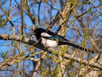 Magpie