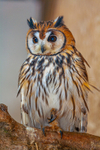 Striped Owl asio clamator-0004