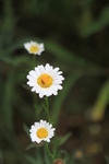 Flowers portfolio
