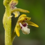 Coralroot  (Corallorhiza trifida)
