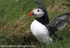 SBA018: Puffin stretching
