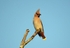 Waxwing