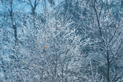 Twinkle Trees