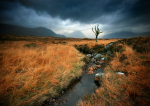 The Lone Tree