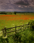 Poppyfield near Corbridge