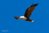 Brahmany Kite 2