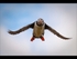 Atlantic Puffin