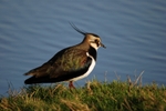 Lapwing