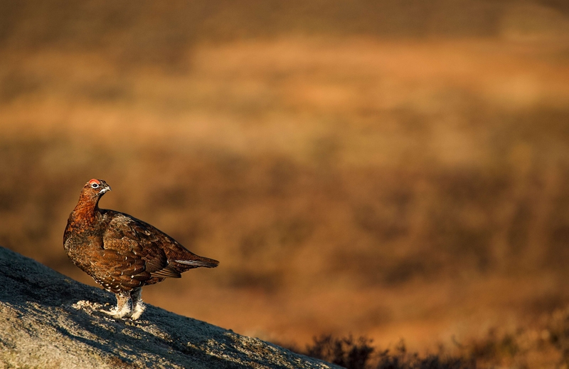 Red Grouse - Stanage Edge - Peak District