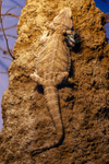 bearded dragon Pogona vitticeps-4517
