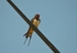 Swallow