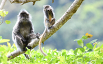 Silver leaf monkeys