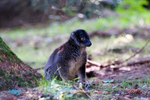 Brown Lemur - 0556