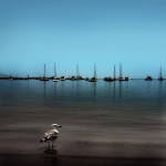 bird on cape cod bay [color]