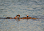 Slavonian Grebe