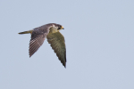 Peregrine Falcon