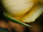 Little Hairy Rose Leaf