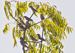 Cut Throat Finch flock