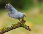 Cuckoo (male) on perch, Scotland