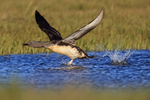 Red-throated Diver running take-off from pond, Floi, Iceland