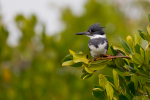 Belted Kingfisher