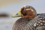 Falkland Steamerduck (female) close portrait, Carcass Island