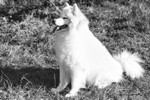 Samoyed