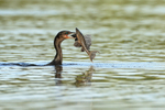 Neotropic Cormorant with impaled fish, Corixo Negro, Brazil