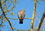 Woodpigeon