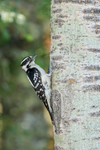 Downy Woodpecker portfolio