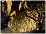 The Dark Hedges (IMG0304)