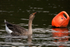 Greylag Goose