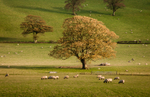 Manor Farm, Easthope autumn
