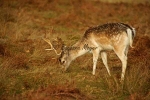 Fallow Deer Stag - Bradgate Park