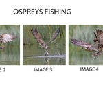 2nd Charlie Kidd Digital  Ospreys Fishing 