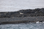 Polar bear  8551
