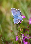 Silver-Studded Blue