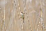Sedge Warbler