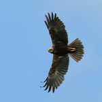Marsh Harrier in flight, Otmoor RSPB