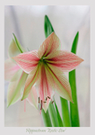 Hippeastrum 'Exotic Star' 2