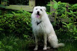 Kasper's Walkies! portfolio